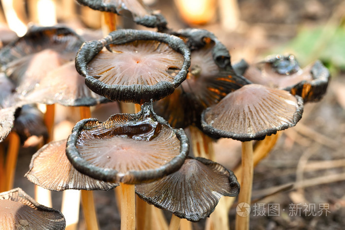 毒蘑菇粉褶蕈模式cetratum