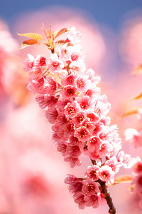 樱花粉色花