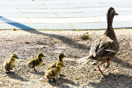 鸭市 ducklings.walk