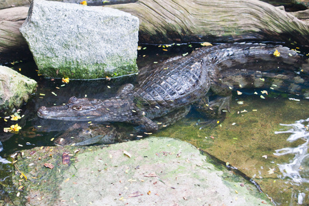 凯门鳄鳄鱼在水中的图片