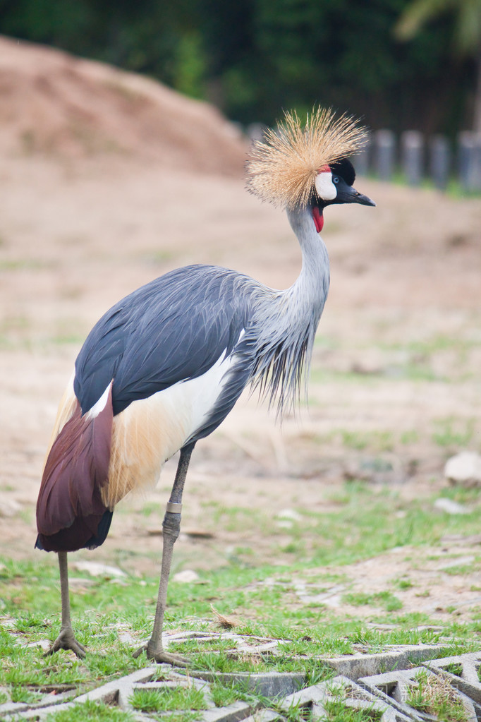 灰冠鹤国鸟regulorum头在配置文件中