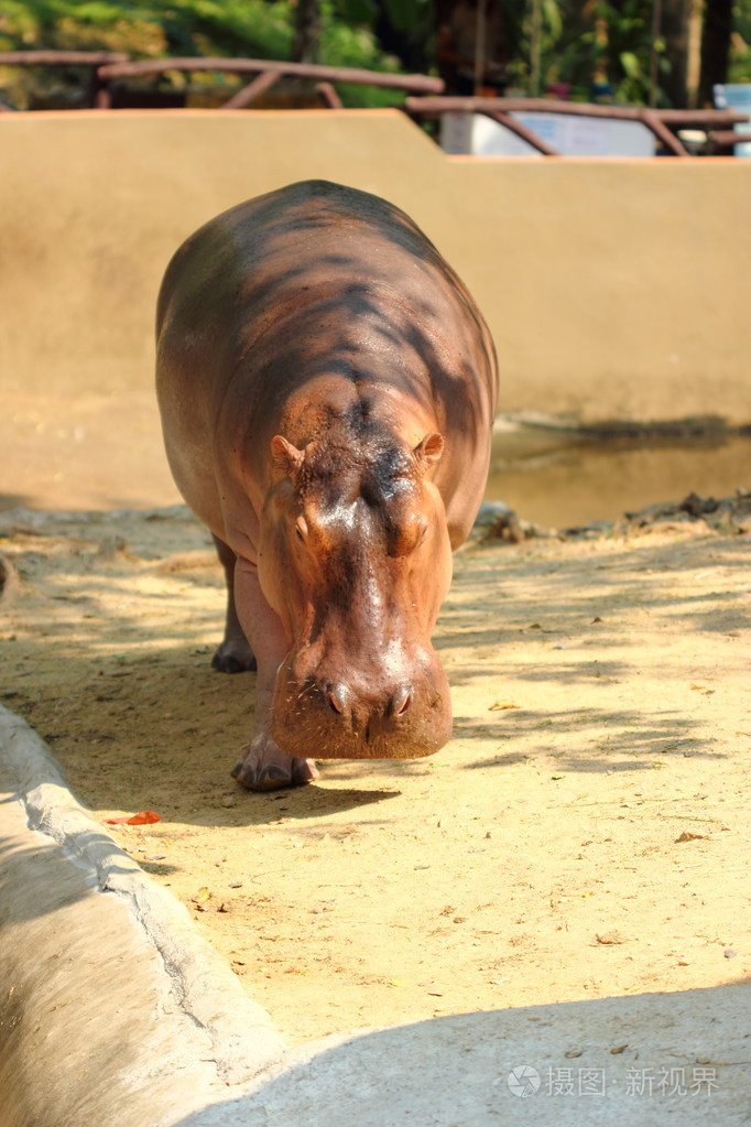 泰国动物园河马
