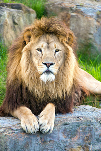 雄性狮子躺在平坦的大岩石上