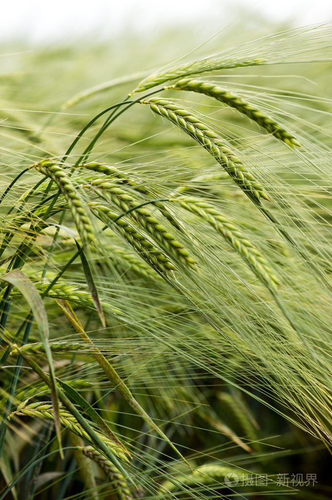 生动的绿色大麦