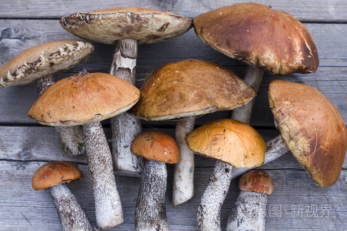 leccinum mushroomsaspen mushrooms