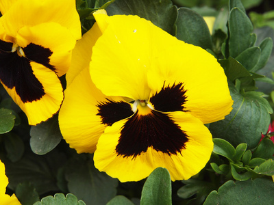 黄三色紫罗兰花
