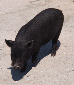 迷你猪在家里的内部可爱的黑色迷你猪,带白色背景的派对帽小可爱滑稽