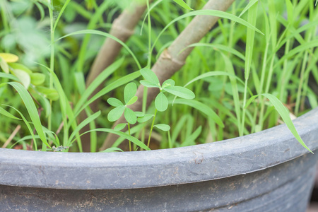 小植物