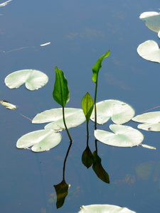 飞溅的坞站花或大黄色池塘莉莉图片