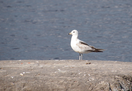 黑头鸥Larus Ridibundus