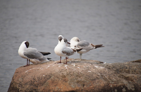 黑头鸥Larus Ridibundus