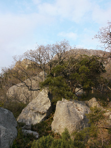 树木 天空和岩石