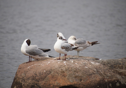 黑头鸥Larus Ridibundus