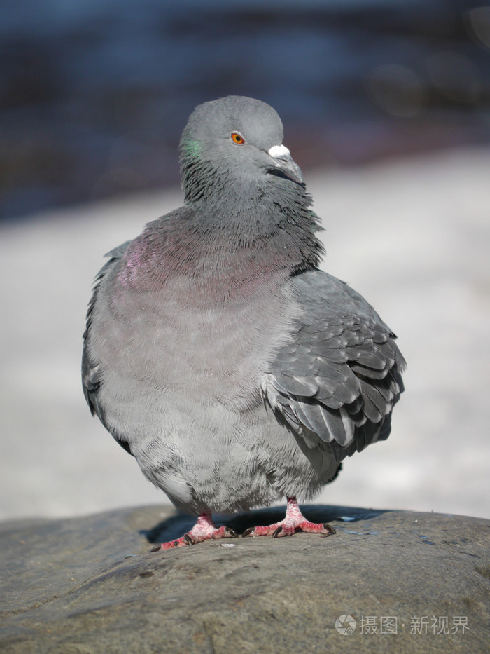 行走在冬天天鸽的肖像