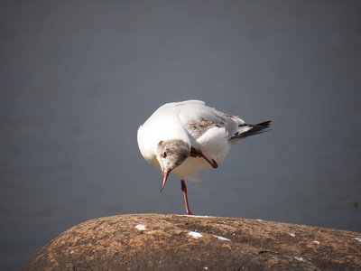 黑头鸥Larus Ridibundus