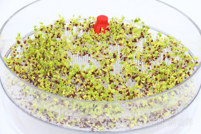 发芽青花菜的种子