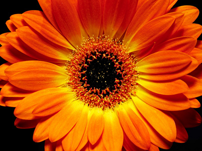 橙色非洲菊照片