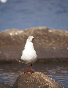 黑头鸥Larus Ridibundus