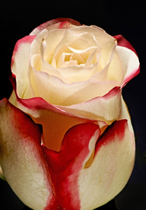 美丽的 bicolour 玫瑰