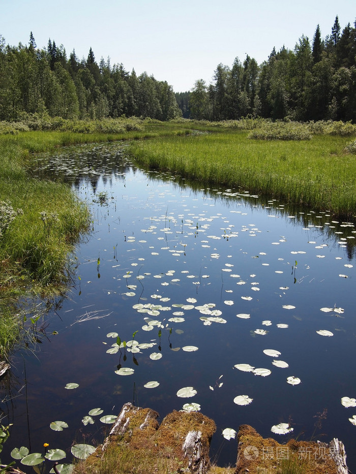 与水中百合叶河