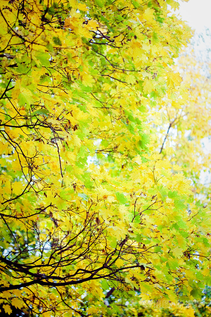 秋天的树叶与阳光