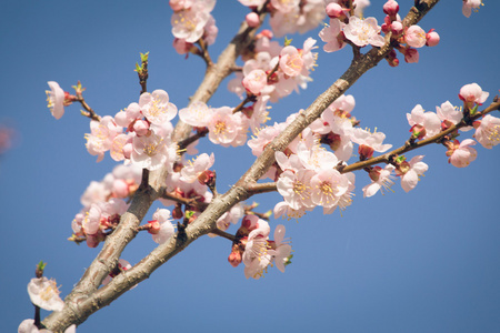 白杏树在春天的花朵的旧照片