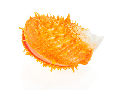 橙色贝壳关在白色隔离
