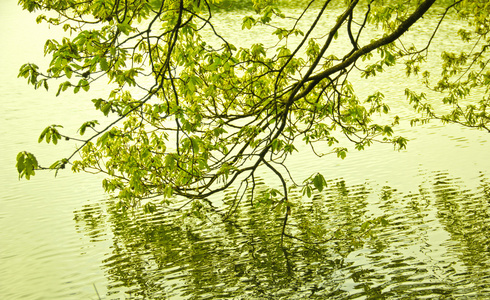 春山在西班牙的绿颜色。反映了其在水中的树木森林