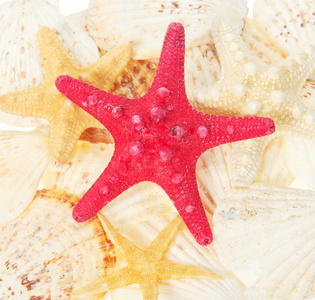 starfishes 和 cockleshells。背景