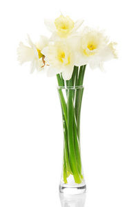 narcissuses 在花瓶里，隔绝在白色的花束