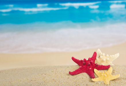 美丽的海海岸上的三个 starfishes