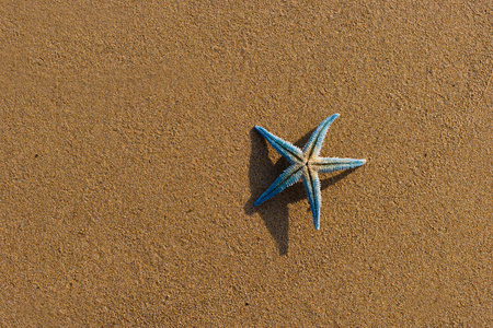 日出时在海滩上的海星