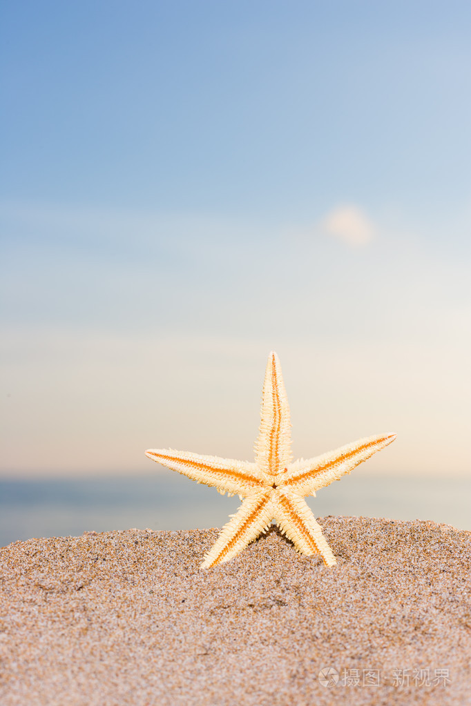 日出时在海滩上的海星
