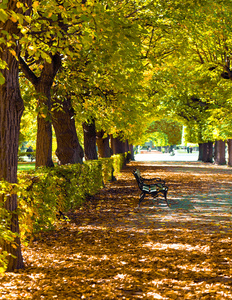 多彩树叶在秋天的公园
