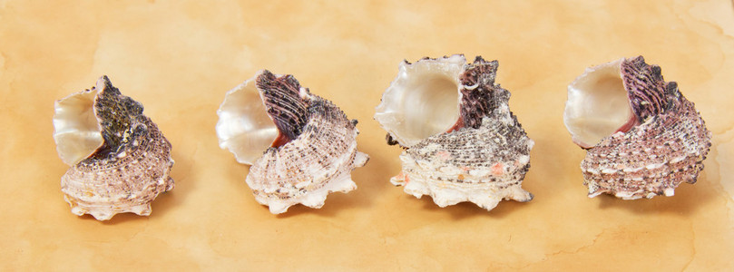 老纸上的四个海贝壳。