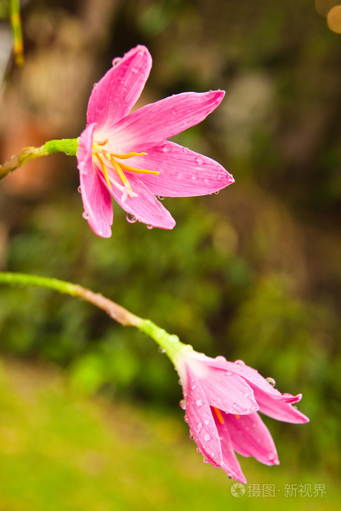 热带花卉