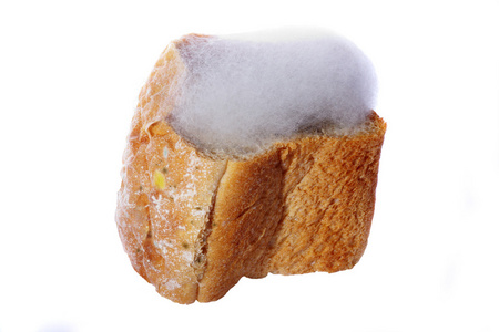 发霉的面包