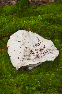 奶白色蘑菇