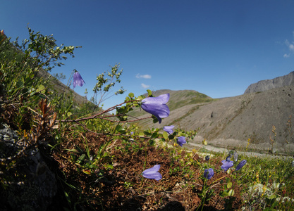 钟花山区图片