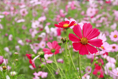 在花园波斯菊粉红色花