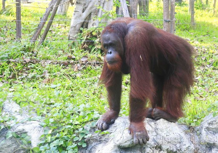 在森林里的猩猩