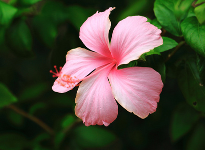 芙蓉花粉红色