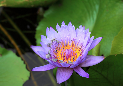 莲花花卉植物