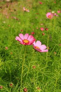 粉红色的花在花园中