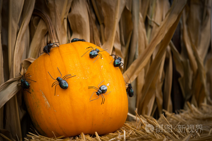 南瓜与蜘蛛