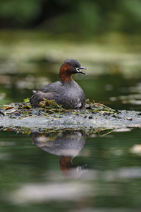 小鷉，tachybaptus 象甲