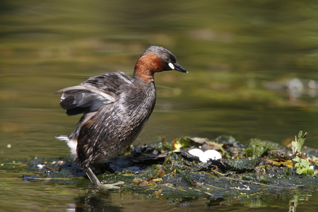 小鷉，tachybaptus 象甲