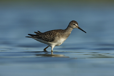 较小的 yellowlegs，tringa 螟