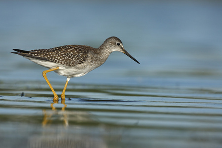 较小的 yellowlegs，tringa 螟