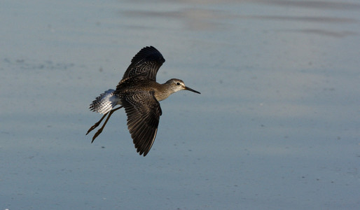 较小的 yellowlegs，tringa 螟